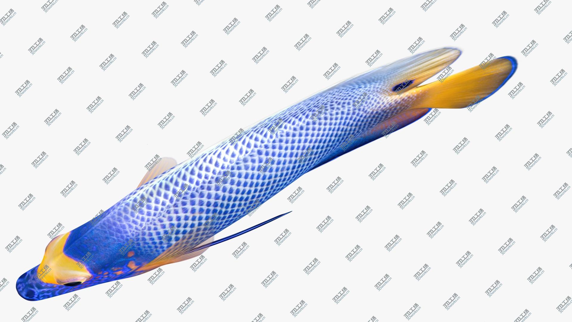 images/goods_img/202105071/3D model Blueface Angelfish Animated/3.jpg